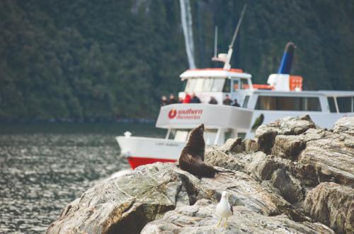 Checking out some New Zealand fur seals on our Milford Sound Discover More Cruise