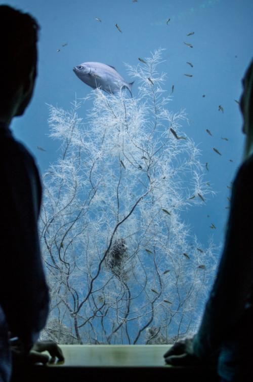 Couple viewing black coral at Milford Sound Underwater Observatory