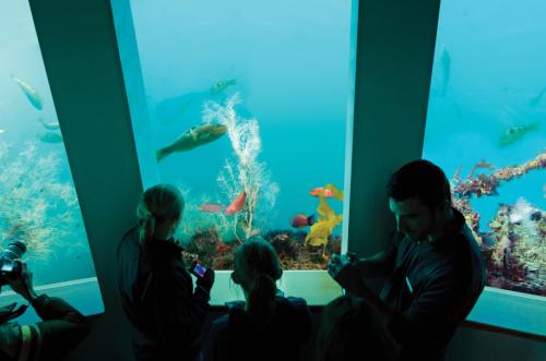 Milford Sound Underwater Observatory Sealife with Family