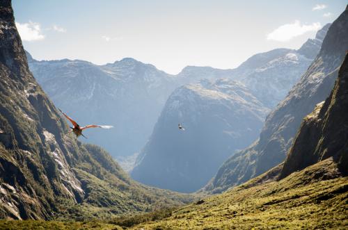 Milford Sound birdlife
