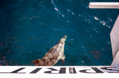 Milford Sound dolphin boat