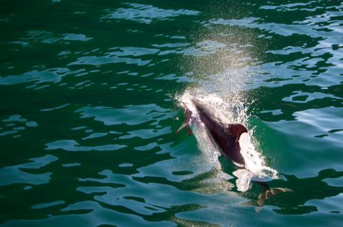 Milford Sound dolphin water