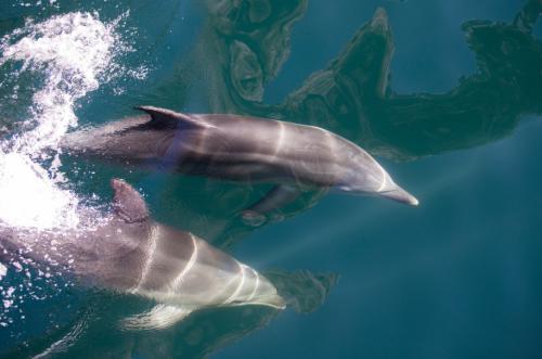Milford Sound dolphins pair