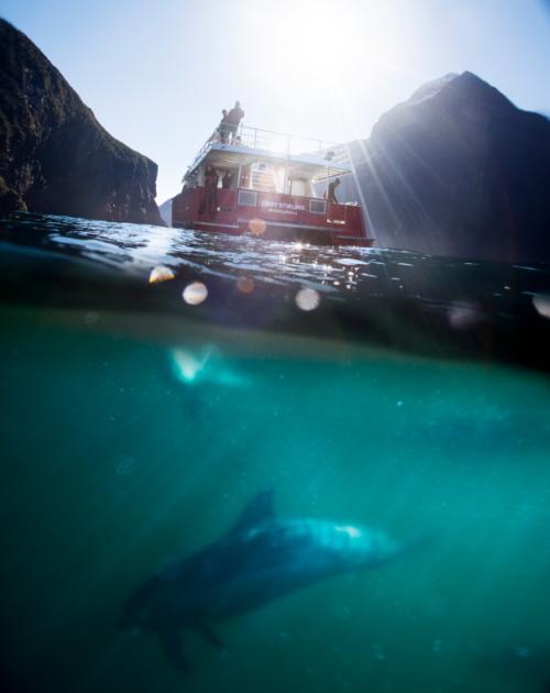 Milford Sound dolphins underwater