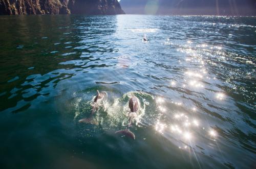 Milford Sound dolphins water