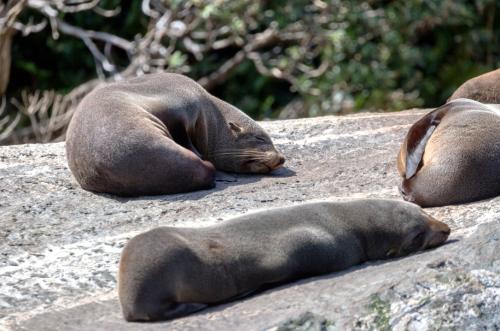 Milford Sound seals