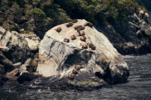 Milford Sound seal colony