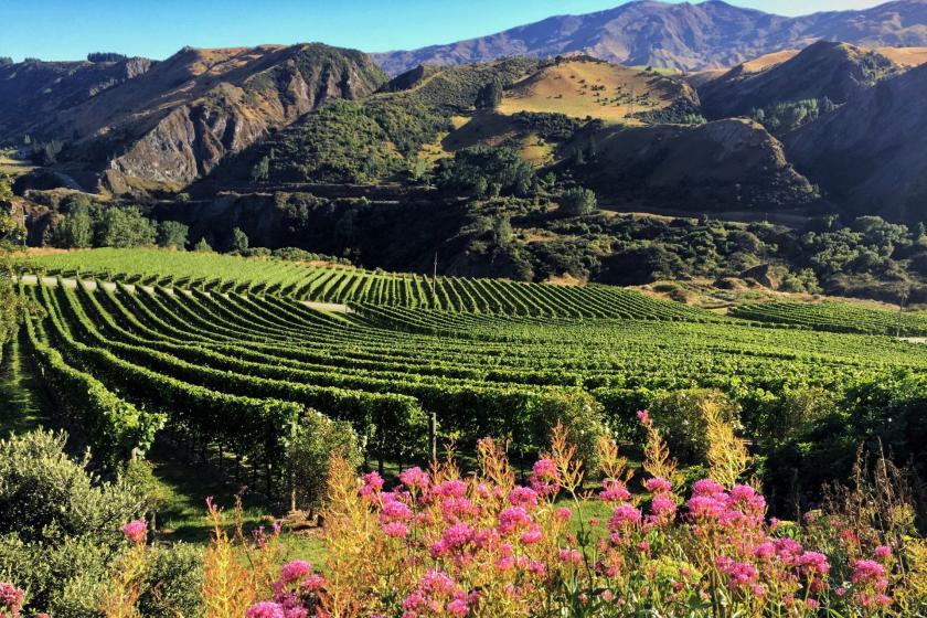 SAVE $40 on Queenstown Wine Tour